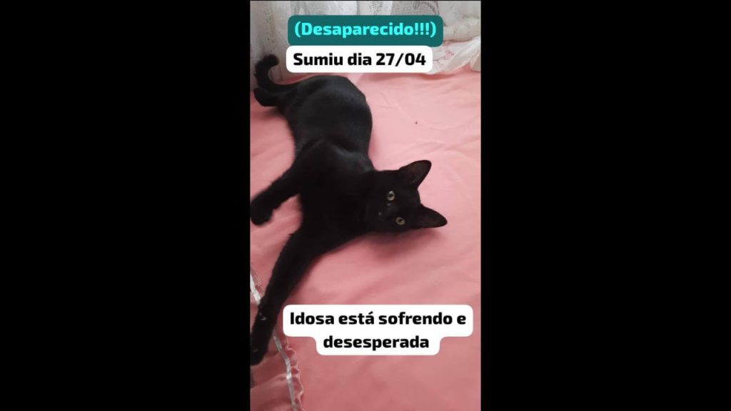 Gato Mimi desapareceu no bairro Parque Verde