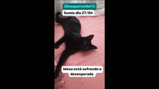 Imagem referente a Gato Mimi desapareceu no bairro Parque Verde