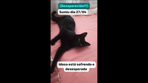 Gato Mimi desapareceu no bairro Parque Verde