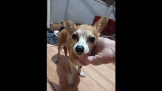 Imagem referente a Cachorra é encontrada no bairro Esmeralda