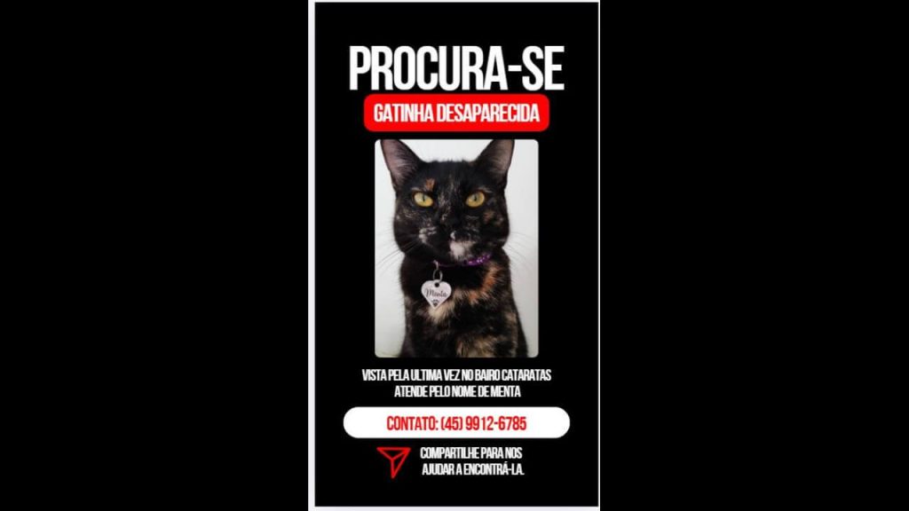 Gata Menta desapareceu no bairro Cataratas