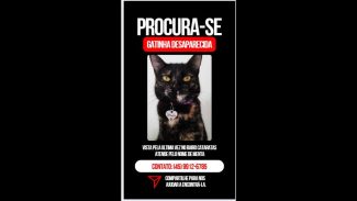 Imagem referente a Gata Menta desapareceu no bairro Cataratas