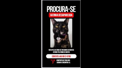 Gata Menta desapareceu no bairro Cataratas