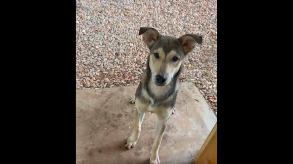 Cachorra é encontrada no bairro Fag