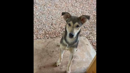 Cachorra é encontrada no bairro Fag