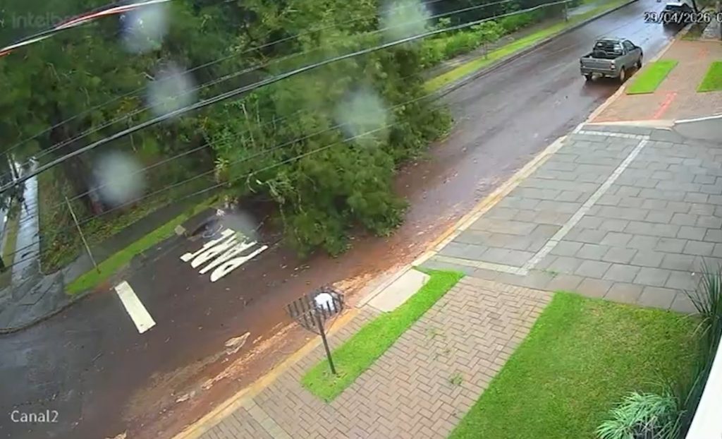 Árvore cai durante temporal e assusta moradores na Região do Lago em Cascavel