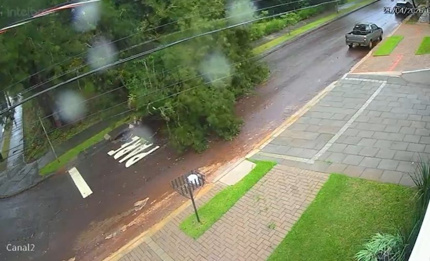 Árvore cai durante temporal e assusta moradores na Região do Lago em Cascavel