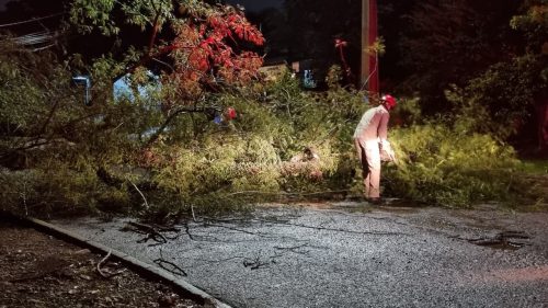 Queda de árvore bloqueia rua no bairro Periolo em Cascavel