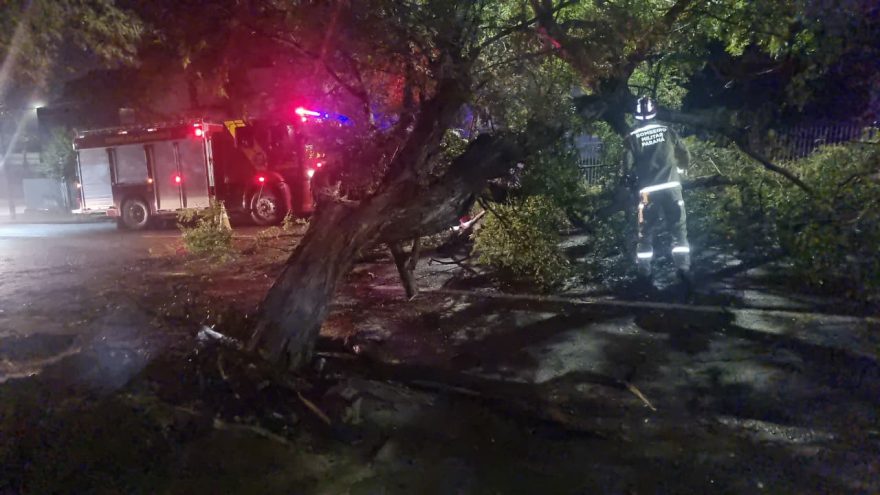 Árvore de grande porte cai após tempestade e mobiliza Bombeiros e Defesa Civil