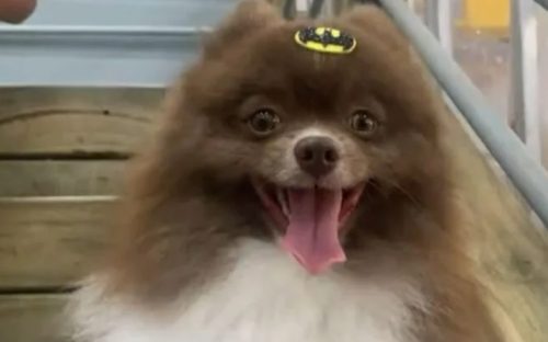 Cachorro morre após transporte de pet shop e família levanta suspeita: “Era xodó”