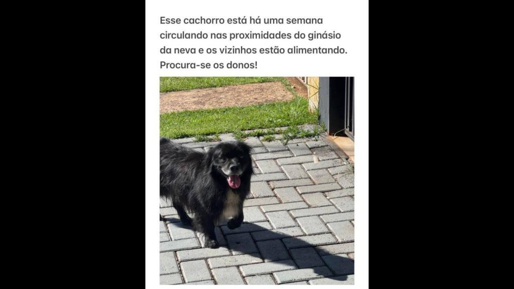 Cachorro é encontrado no bairro Neva