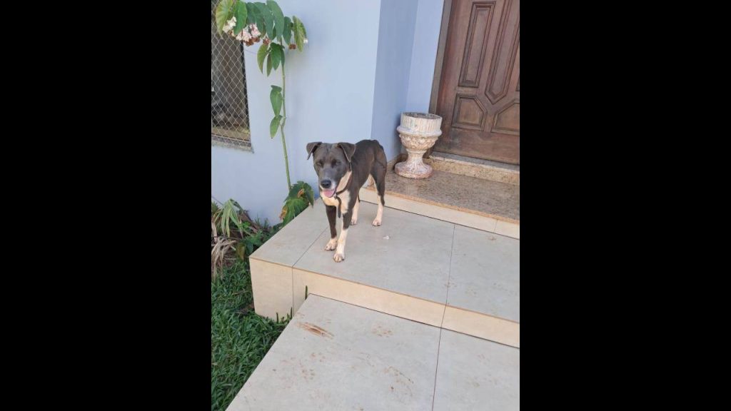 Cachorro é encontrado no bairro Country