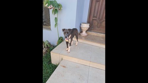 Cachorro é encontrado no bairro Country