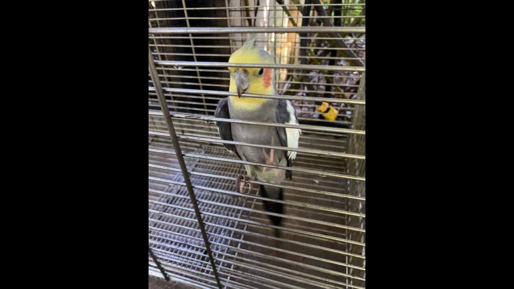 Calopsita é encontrado no bairro Região do Lago