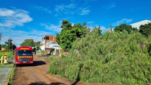 Árvore de grande porte cai e causa transtornos no Santa Cruz