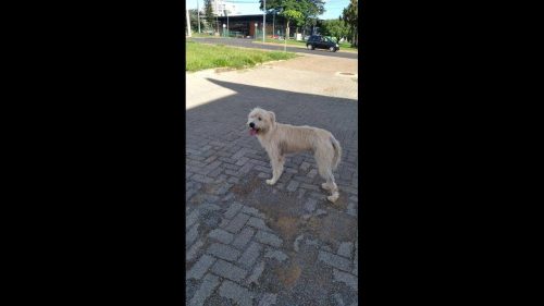 Cachorro é encontrado no bairro Centro