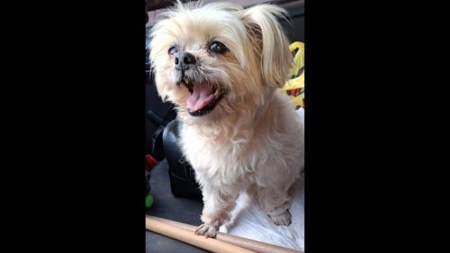 Cachorra é encontrada no bairro Centro