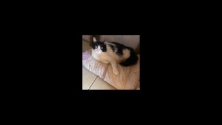 Imagem referente a Gato Frajola desapareceu no bairro Interlagos