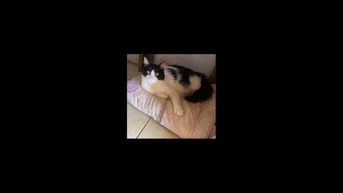 Gato Frajola desapareceu no bairro Interlagos