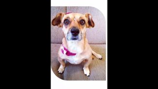 Imagem referente a Cachorra menina desapareceu no bairro Universitário