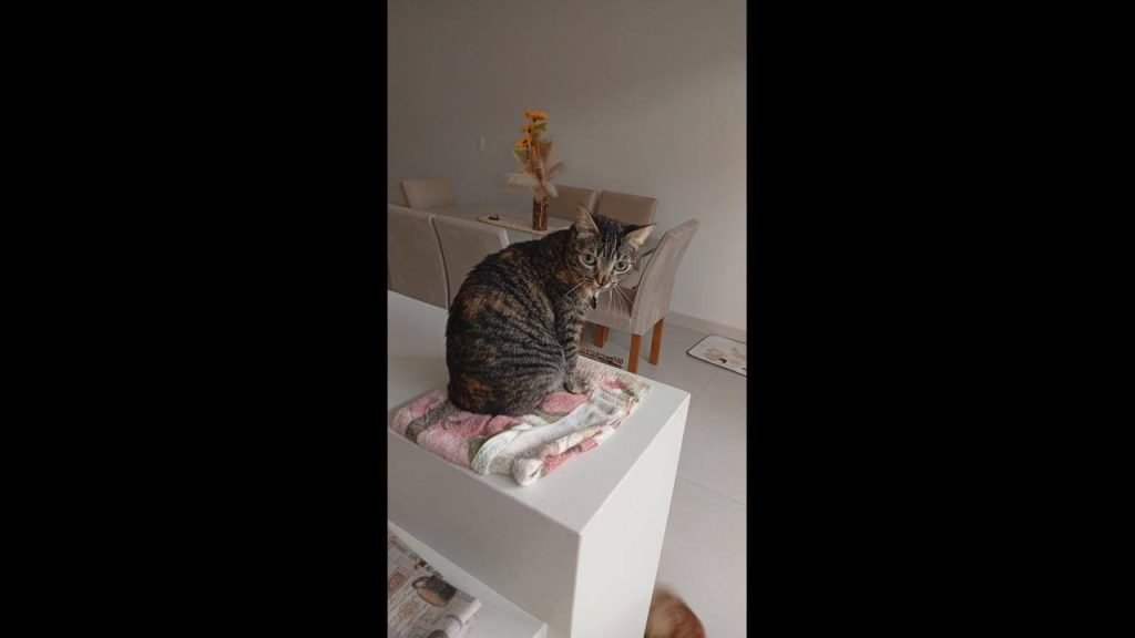 Gata Zera desapareceu no bairro Tropical III