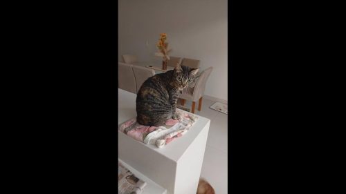 Gata Zera desapareceu no bairro Tropical III