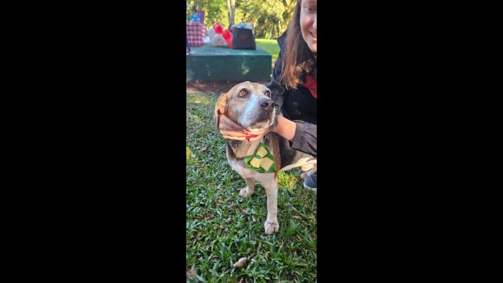 Cachorro é encontrado no bairro Parque São Paulo