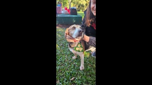 Cachorro é encontrado no bairro Parque São Paulo