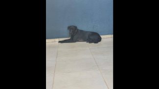 Imagem referente a Cachorra é encontrada no bairro Parque São Paulo