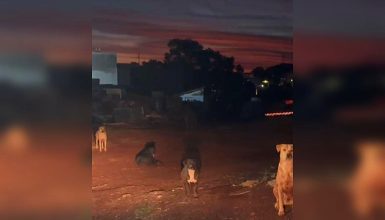 Imagem referente a Denúncia aponta risco com cães soltos em frente a capela no bairro Country