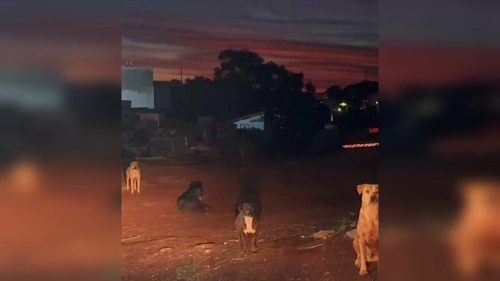 Denúncia aponta risco com cães soltos em frente a capela no bairro Country