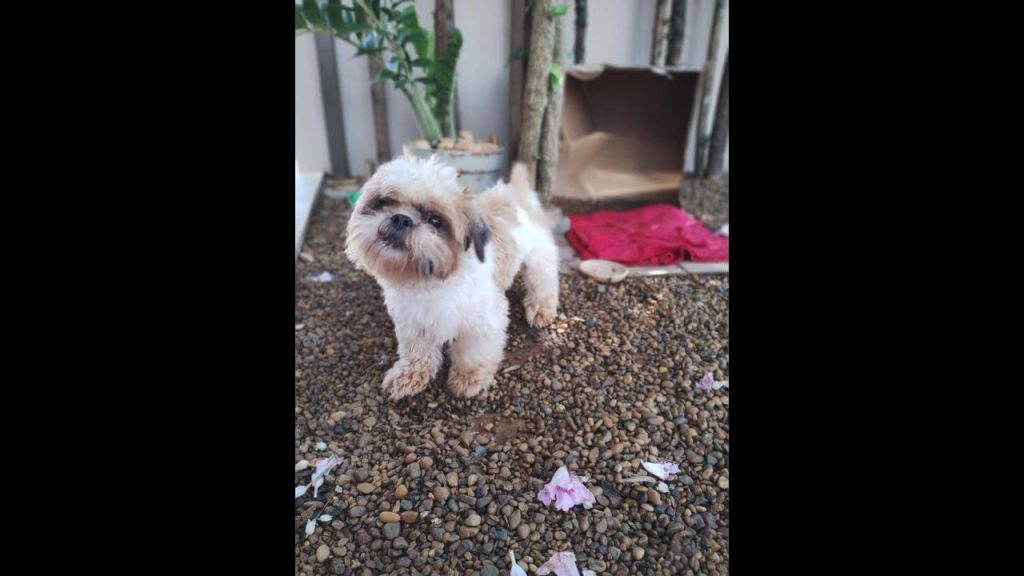 Cachorro é encontrado no bairro Floresta