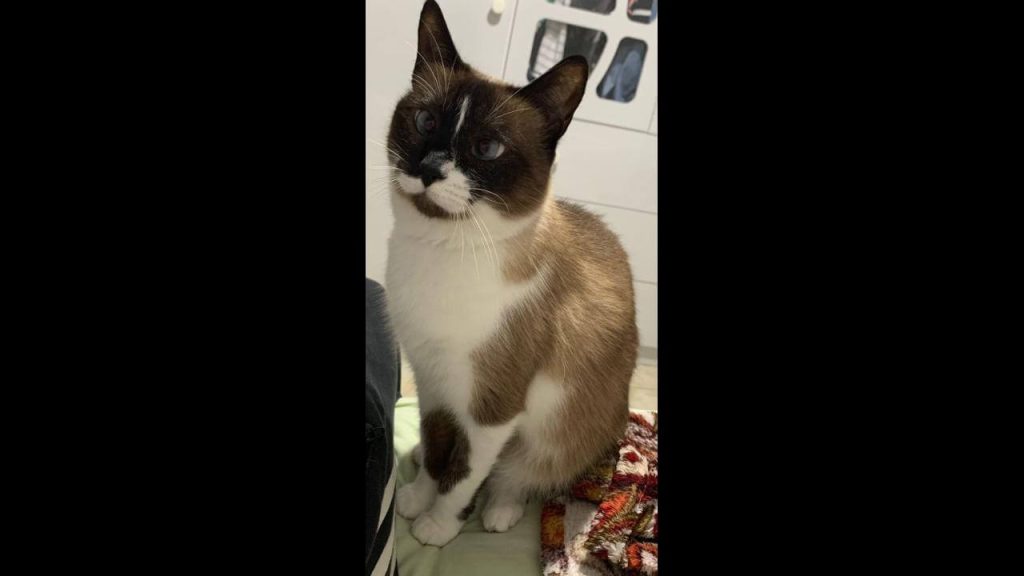 Gata Nena desapareceu no bairro Parque Verde
