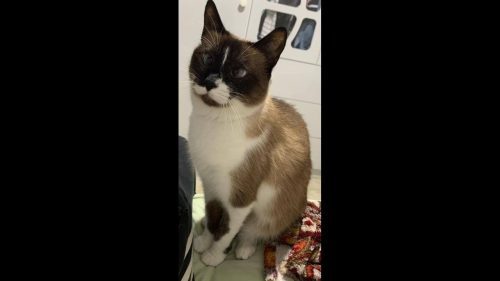 Gata Nena desapareceu no bairro Parque Verde