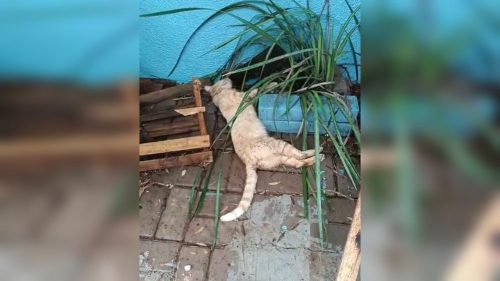 Crueldade sem limites: Internautas denunciam envenenamento de gatos em Cascavel