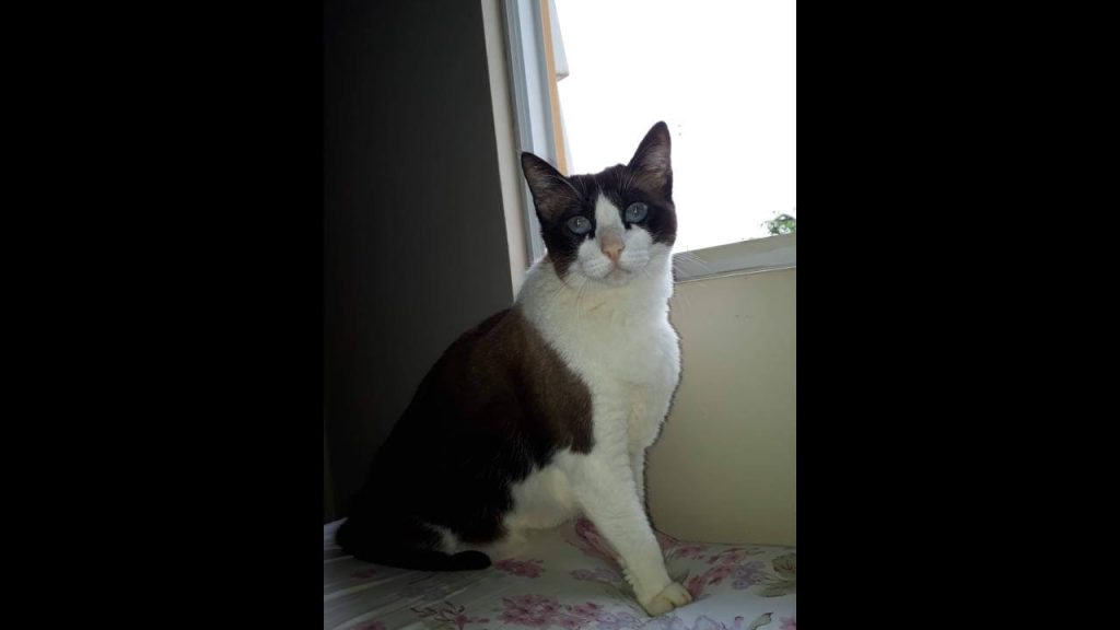 Gata Mimona desapareceu no bairro Esmeralda