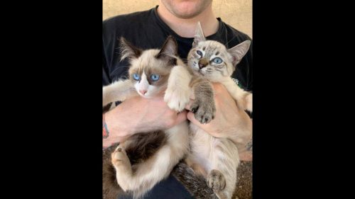 Gato é encontrado no bairro São Cristóvão