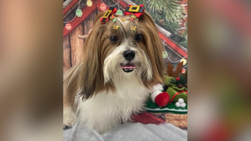 Onde está a Meg? Shih tzu com problemas nas patas some em Cascavel