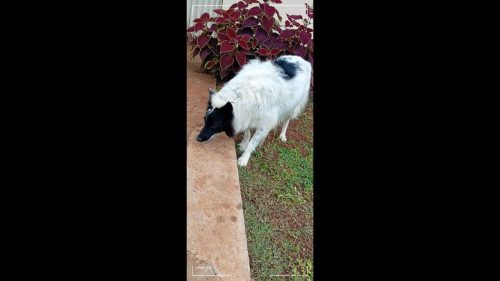 Cachorra é encontrada no bairro Alto Alegre