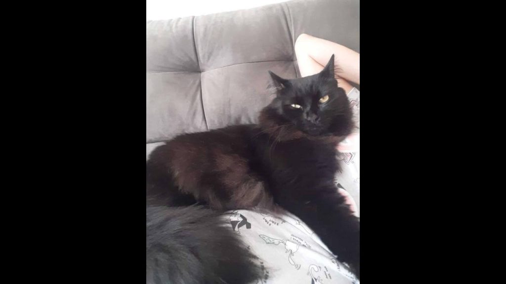 Gato Neo desapareceu no bairro Canadá