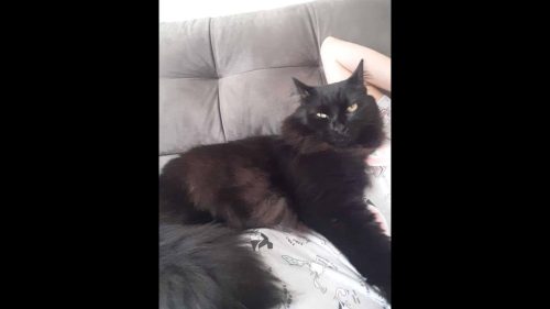 Gato Neo desapareceu no bairro Canadá