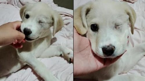 Família busca lar seguro para cachorrinha sem um olho em Cascavel
