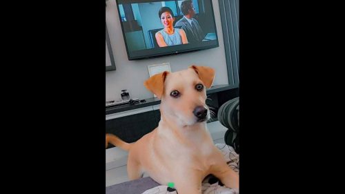 Cachorra Meg desapareceu no bairro Jardim Veneza