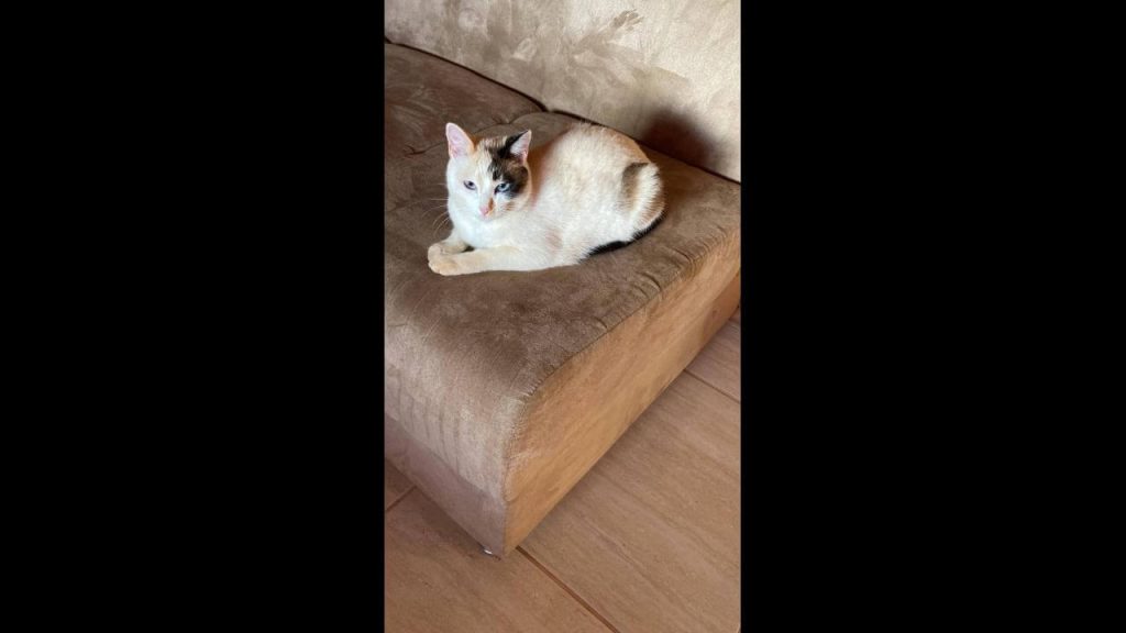 Gata Agnes desapareceu no bairro Cascavel Velho