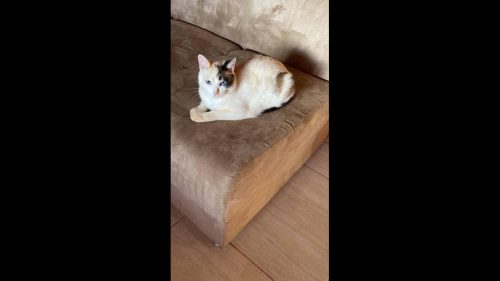Gata Agnes desapareceu no bairro Cascavel Velho