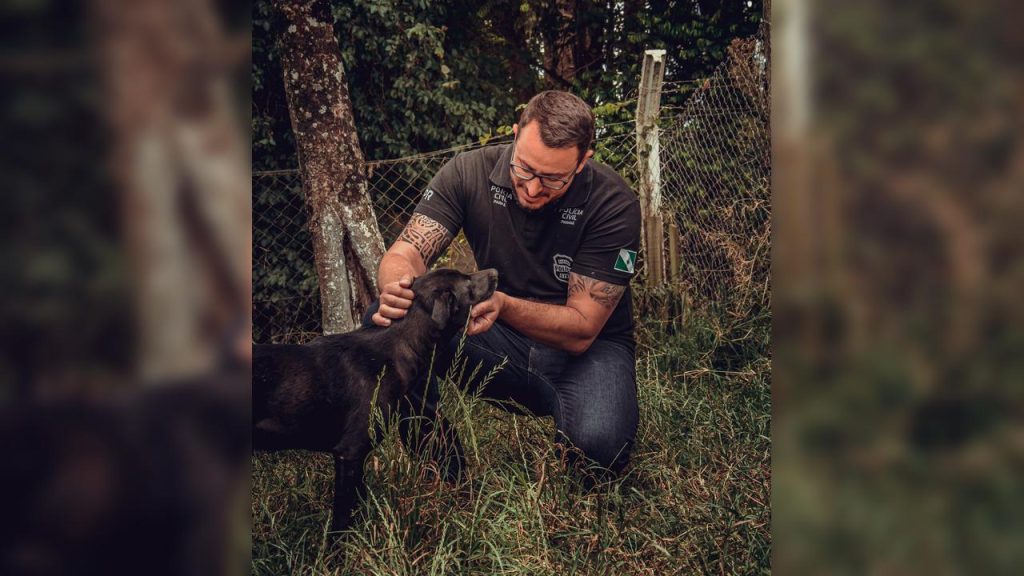 Custódia compartilhada: nova lei garante proteção à pets em casos de separação
