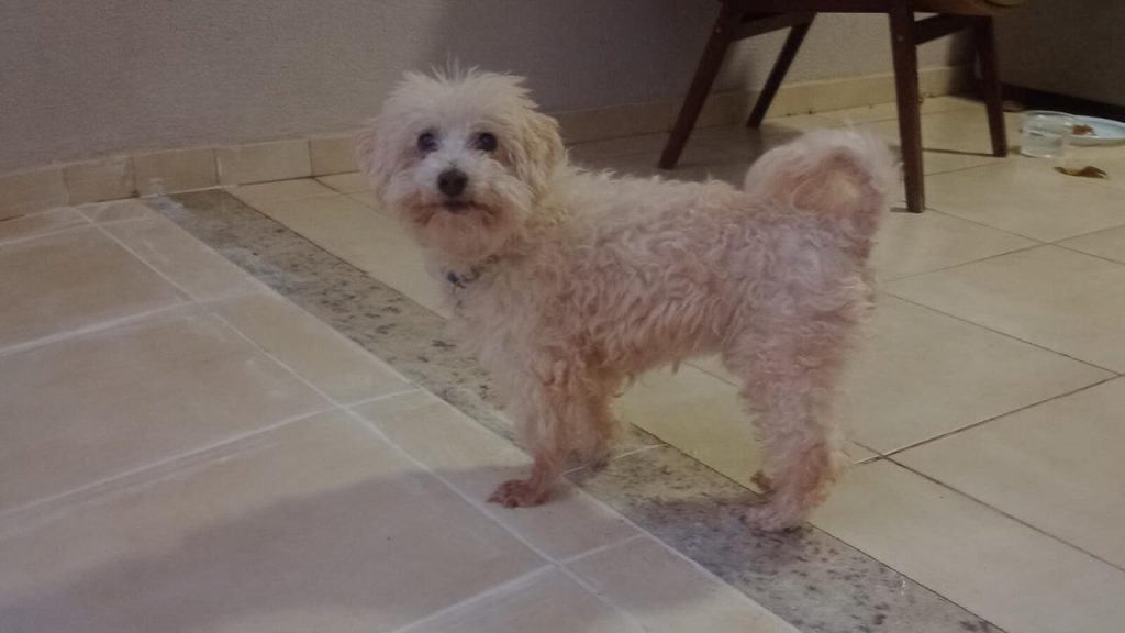 Cachorro é encontrado no bairro Alto Alegre