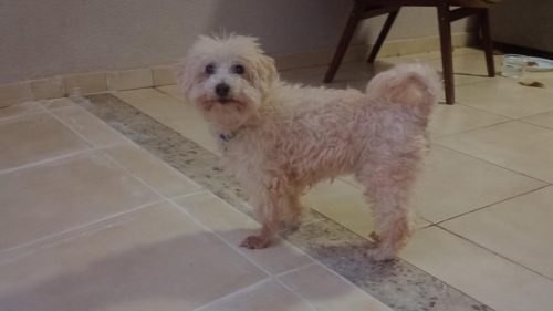 Cachorro é encontrado no bairro Alto Alegre