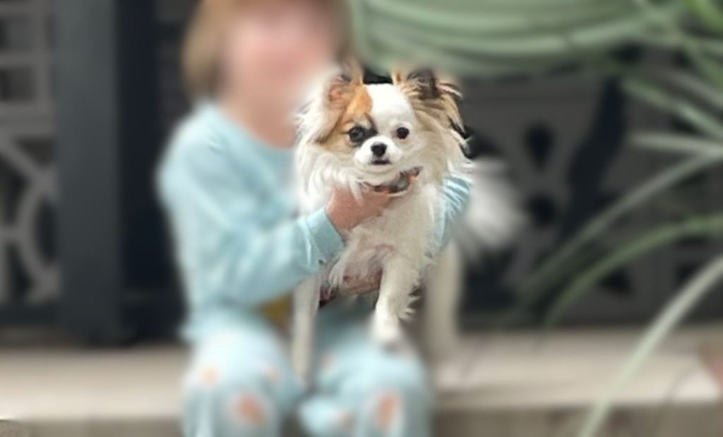 Você viu ou pegou este cachorrinho no Bairro Canadá?