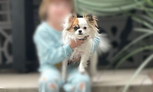Você viu ou pegou este cachorrinho no Bairro Canadá?